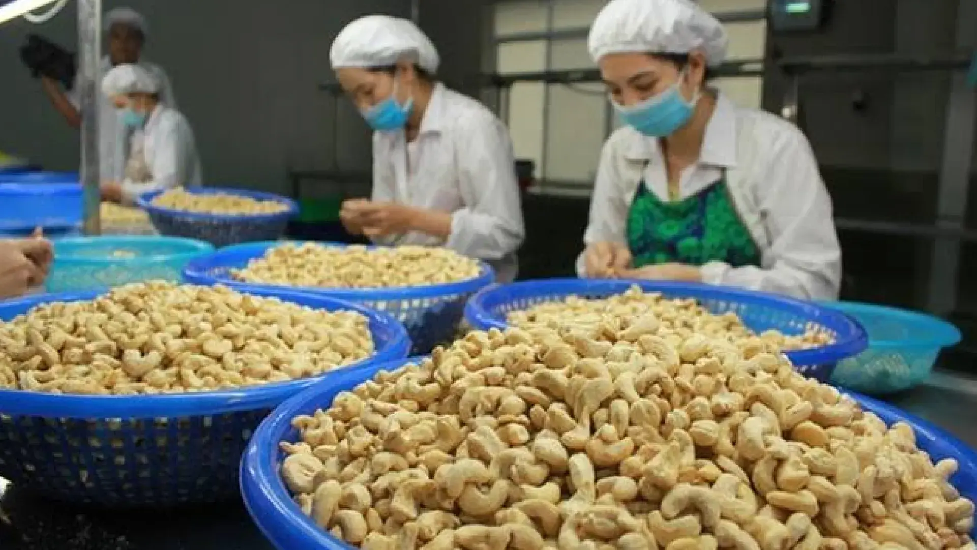 Proses penyortiran kacang mede oleh pekerja di pabrik pengolahan makanan dengan keranjang berisi kacang mede.